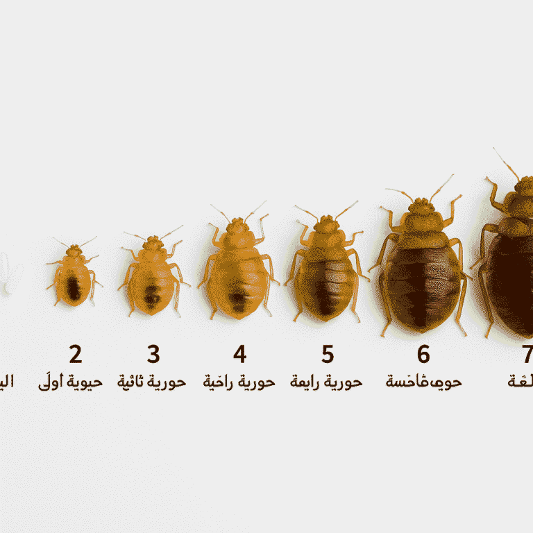 احجام حشرة بق الفراش من البيض حتى المرحلة القادرة على التكاثر تبينها شركة رش البق بجدة